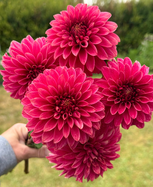 Dahlia Joy