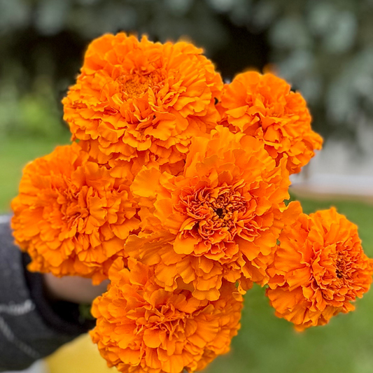 Marigold - Coco Gold