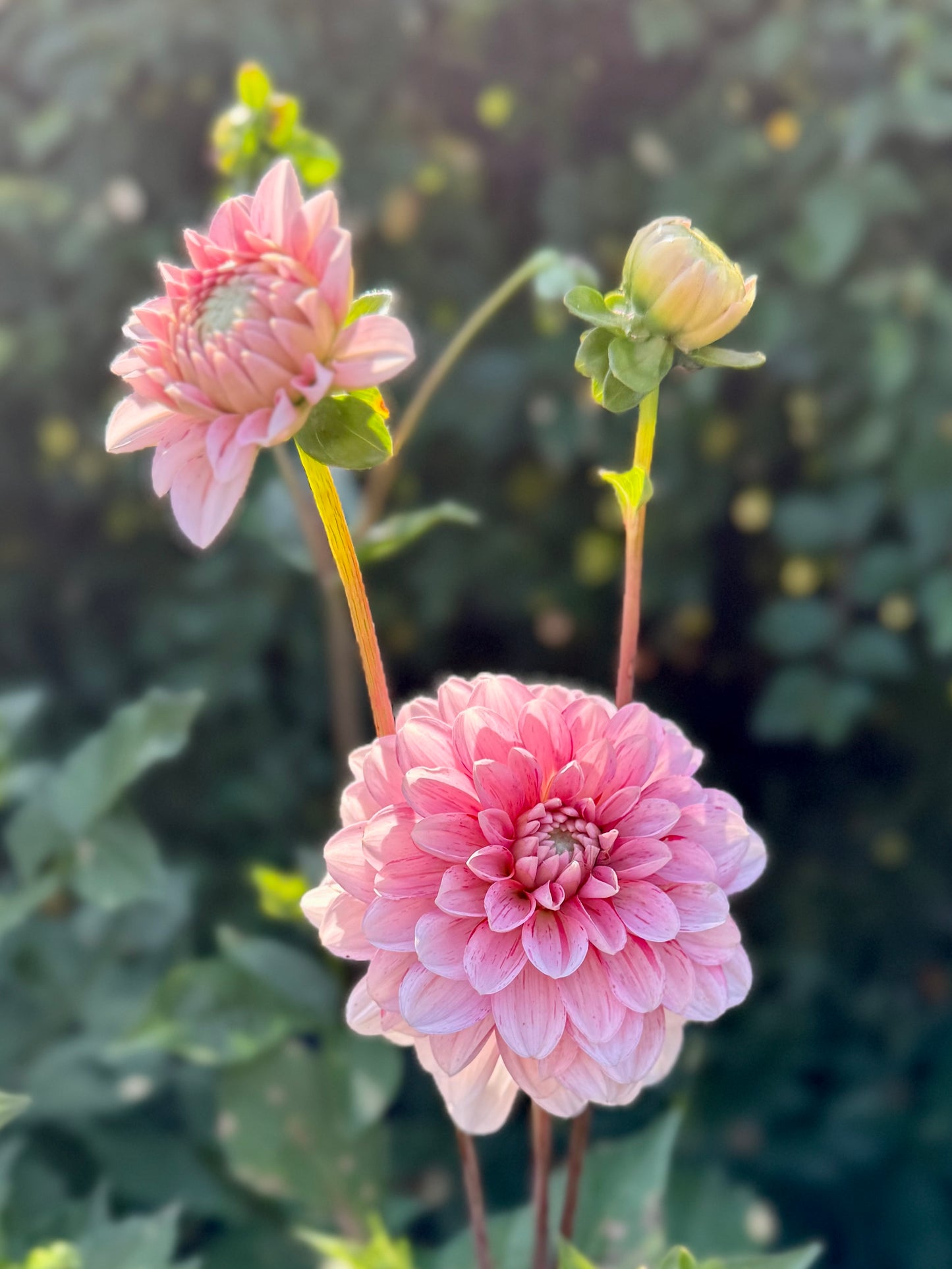 Strawberry Cream - 1 Cutting