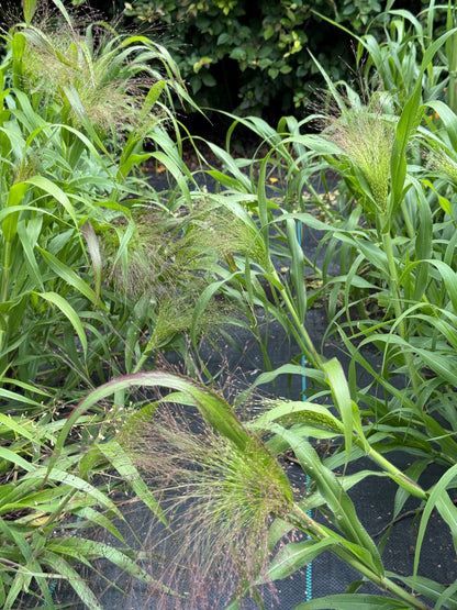 Grass - Frosted Explosion