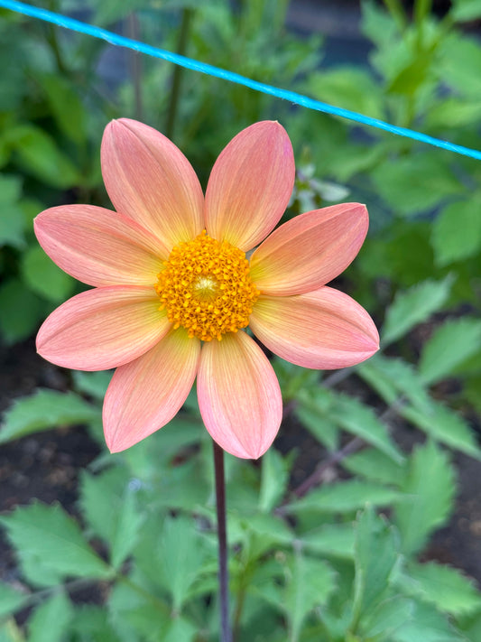 Seedling 2601