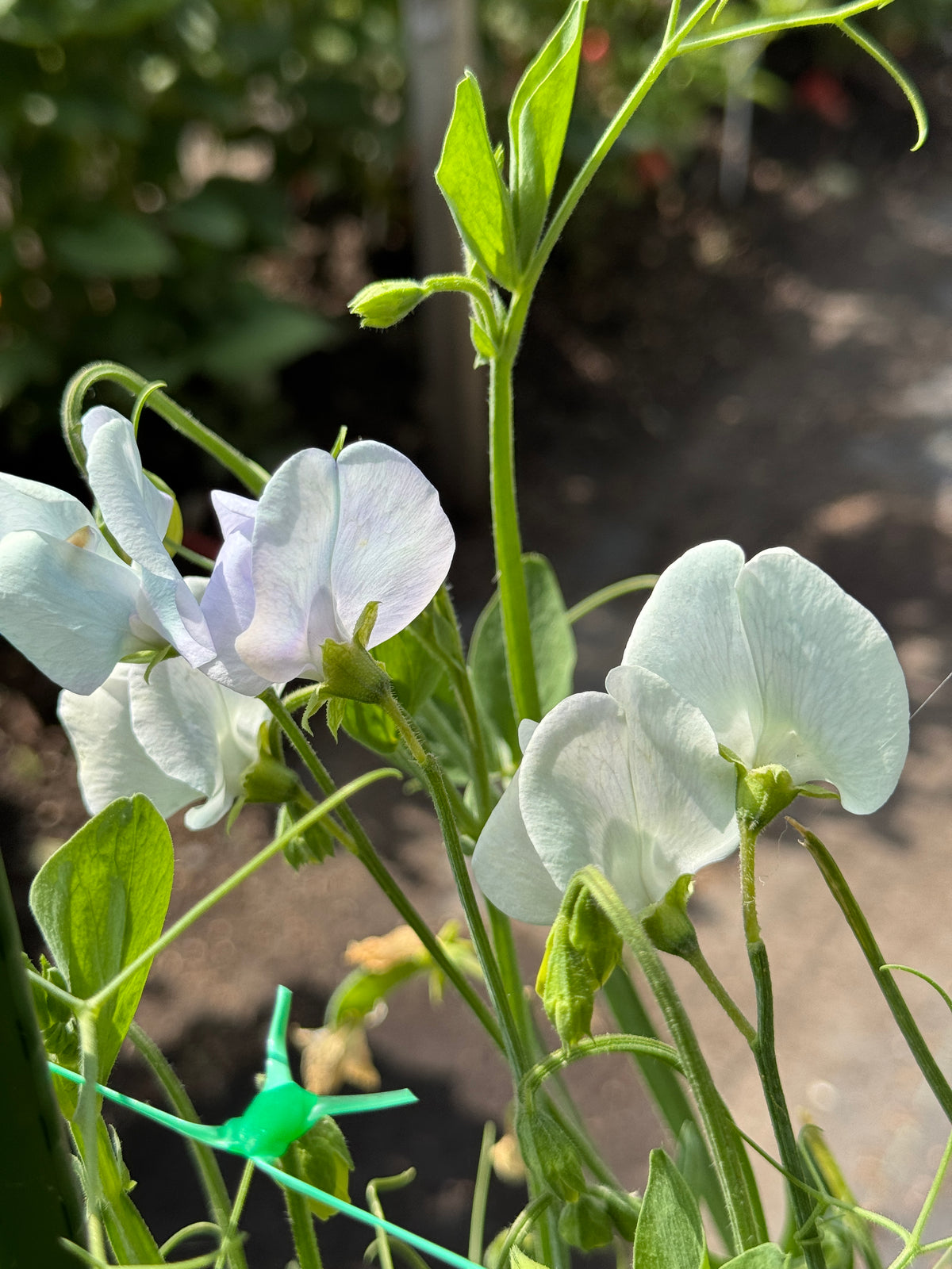 Sweet Pea - Lunar Blue