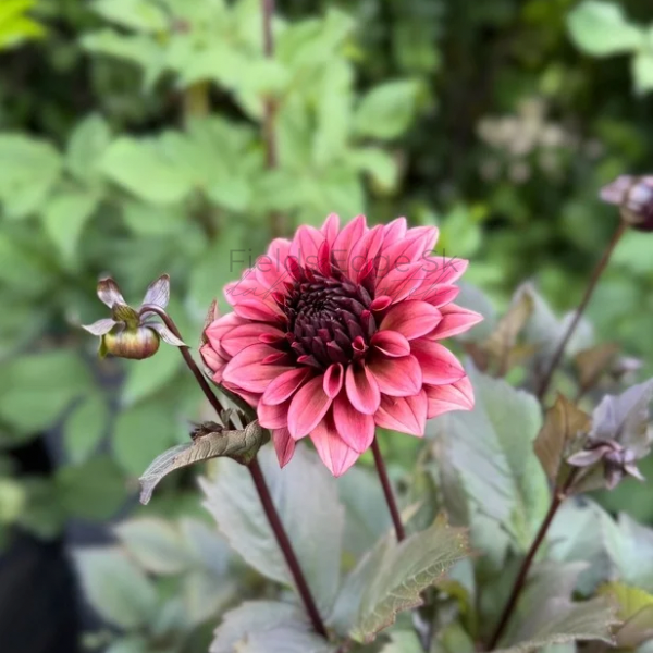 Night Silence - 1 Cutting