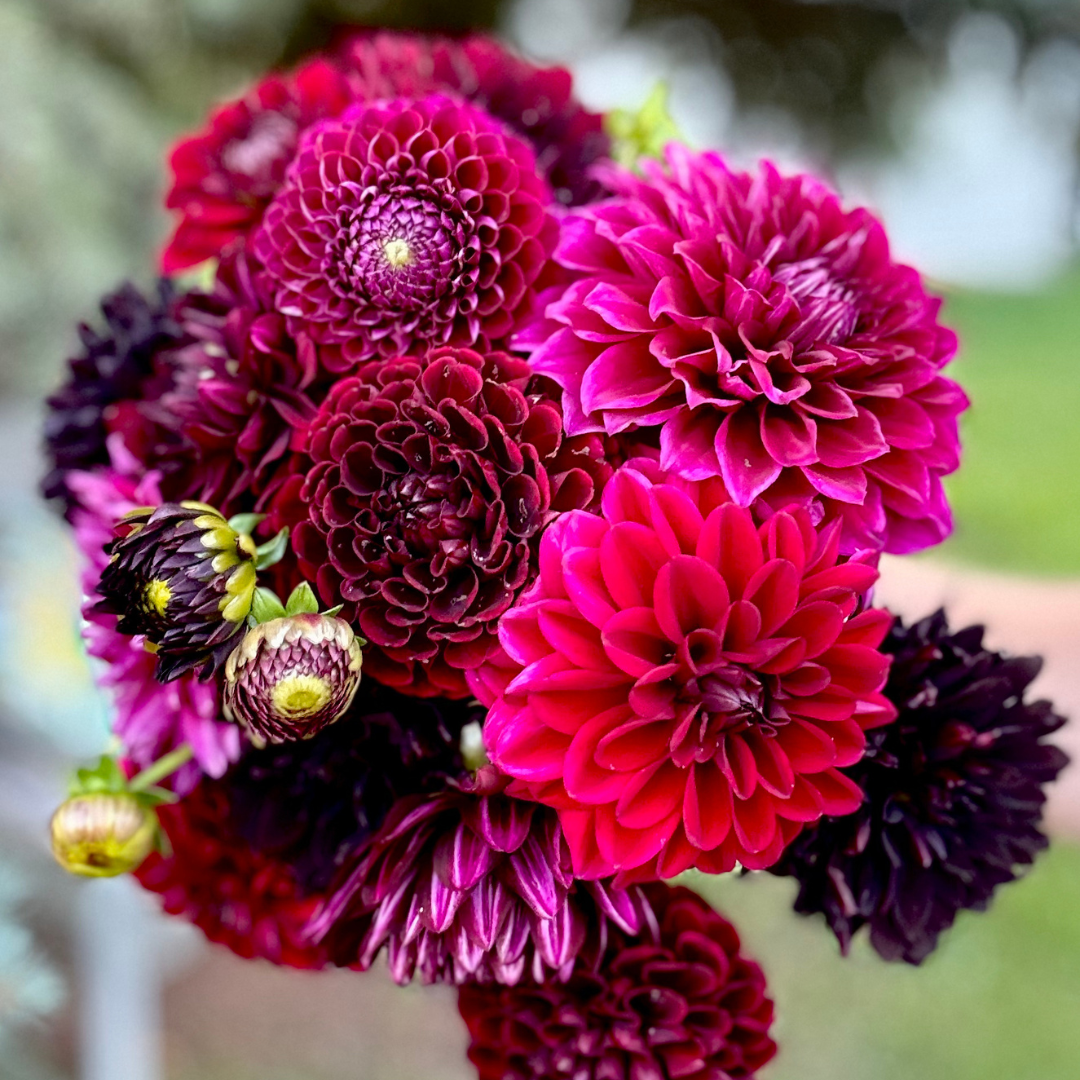 Premium Bunch Of Joy