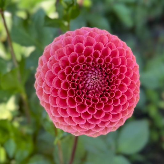 Crazy 4 Wylie Quinn  - 1 Cutting