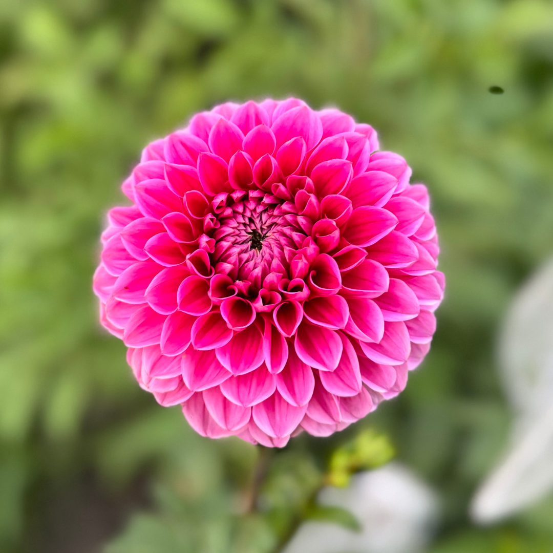 1st Year Seedlings - 2025