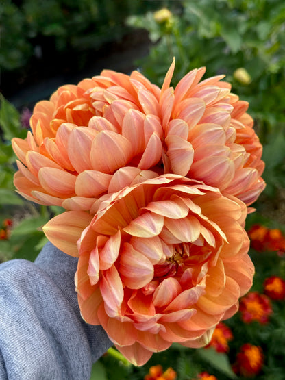 Sandia Susan