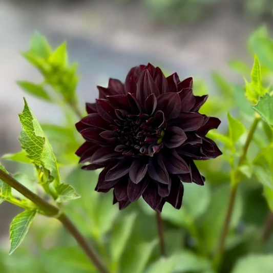 Czarny Charakter  - 1 Cutting