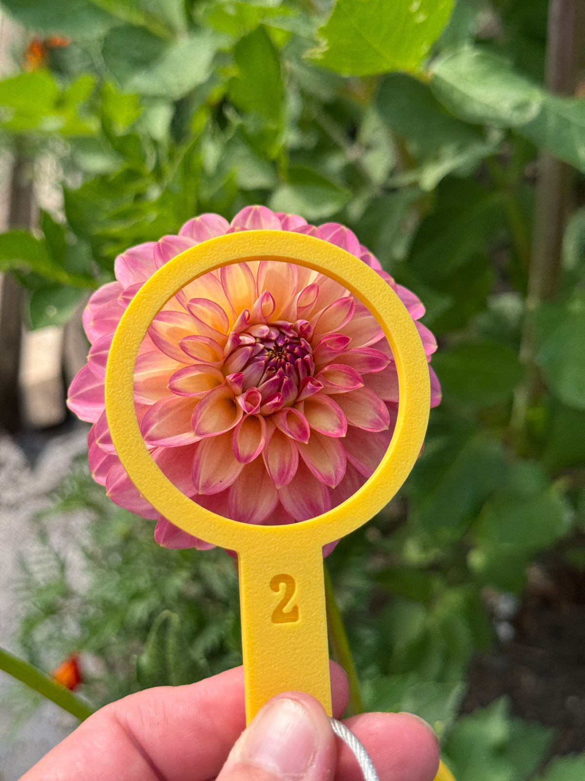 Seedling 2507