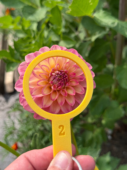 Seedling 2507