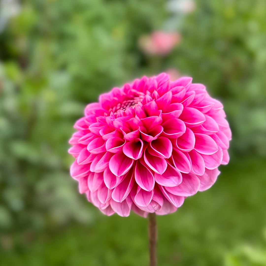 1st Year Seedlings - 2025