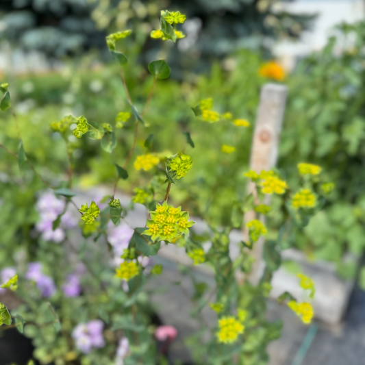 Bupleurum - Green Gold