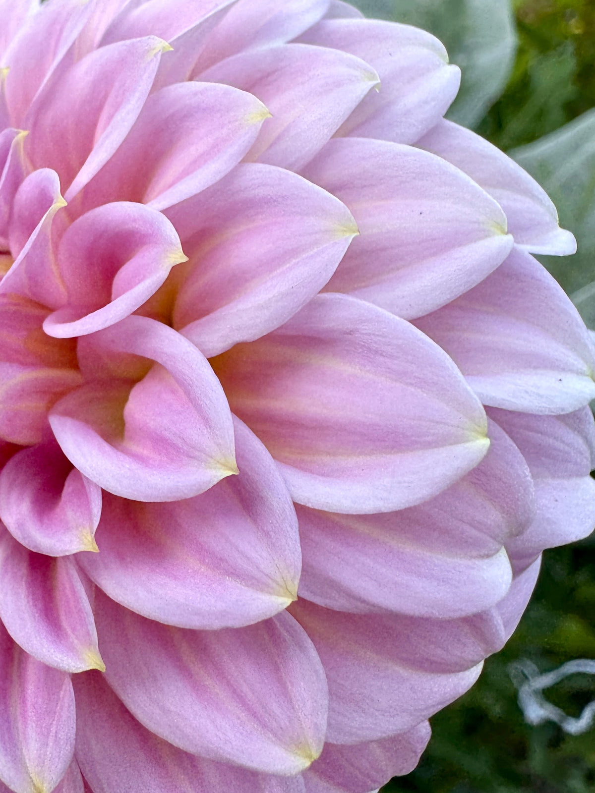 Araluen Leatrice