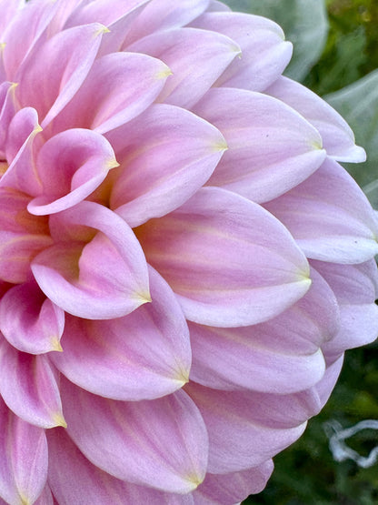 Araluen Leatrice