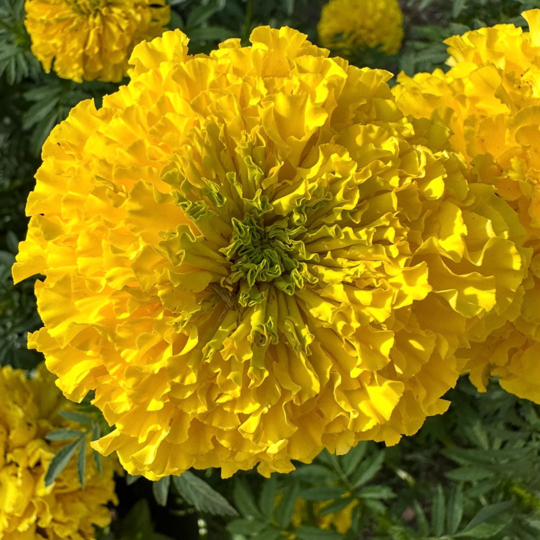 Marigold Mix - Coco Gold & Yellow