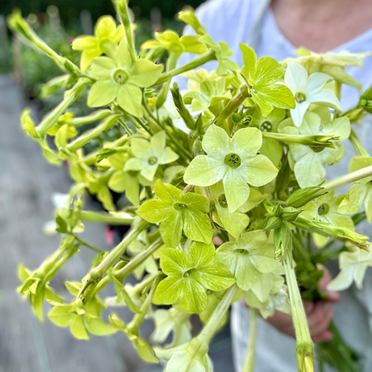 Nicotiana - Lime