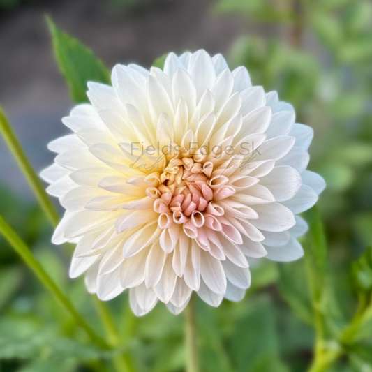 Tahoma Stellar Feller