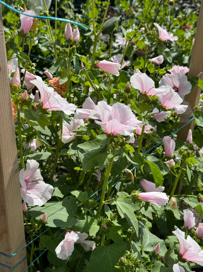 Lavatera- Blush