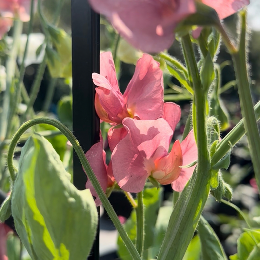 Sweet Pea - Kings Ransom