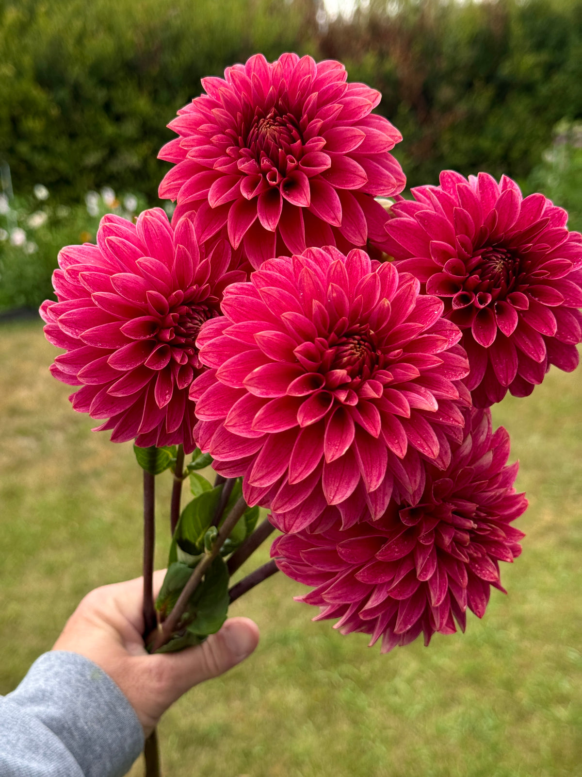 SC Rosie Jo