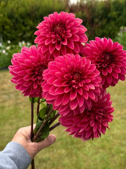 SC Rosie Jo