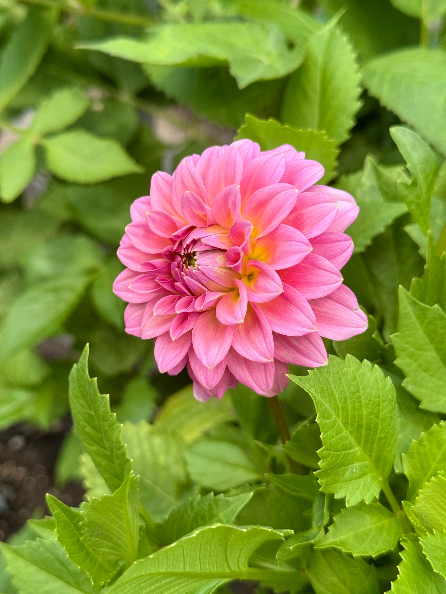 Lee’s Peachy Keen