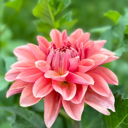 1st Year Seedlings - 2025