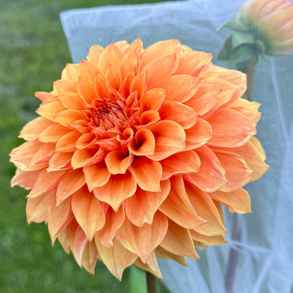 1st Year Seedlings - 2025