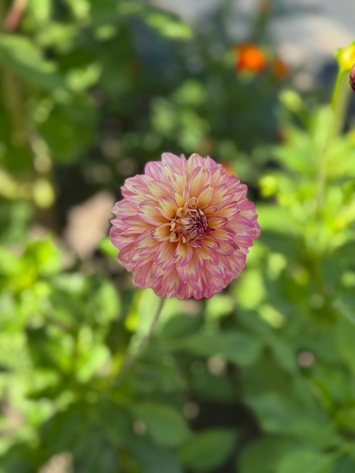 Seedling 2507