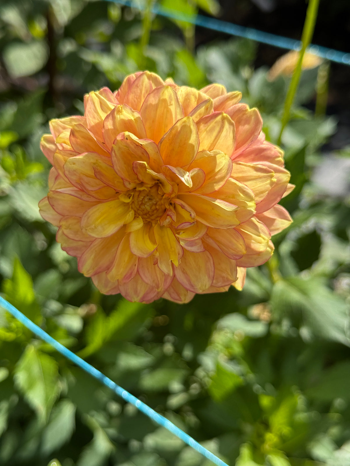 Seedling 2507