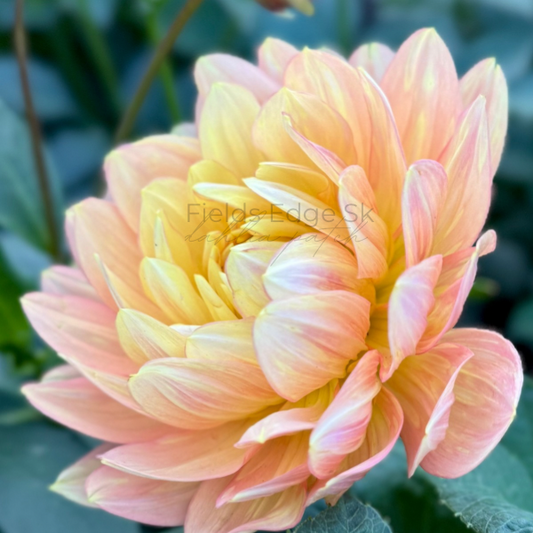 Hollyhill Serenity  - 1 Cutting