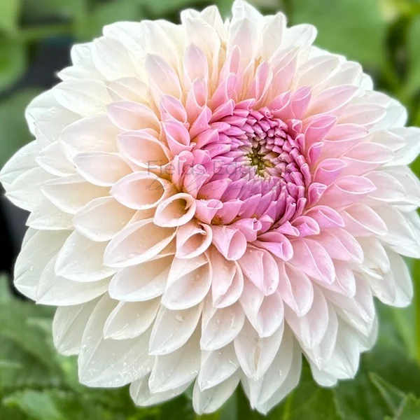 Bloomquist Tory P  - 1 Cutting