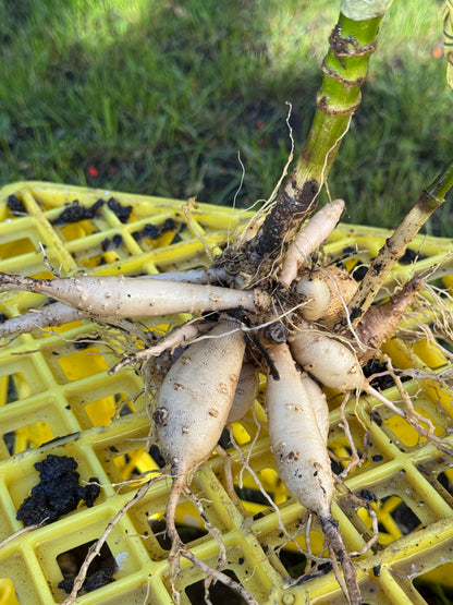 Seedling 2622