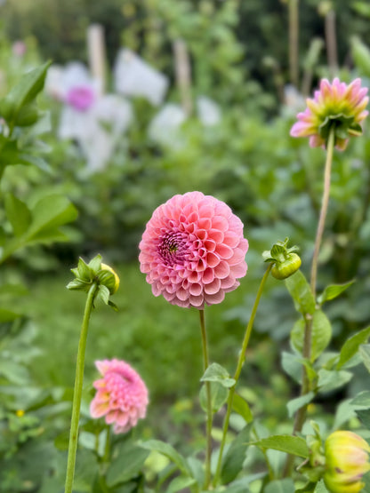 Hamari Rose
