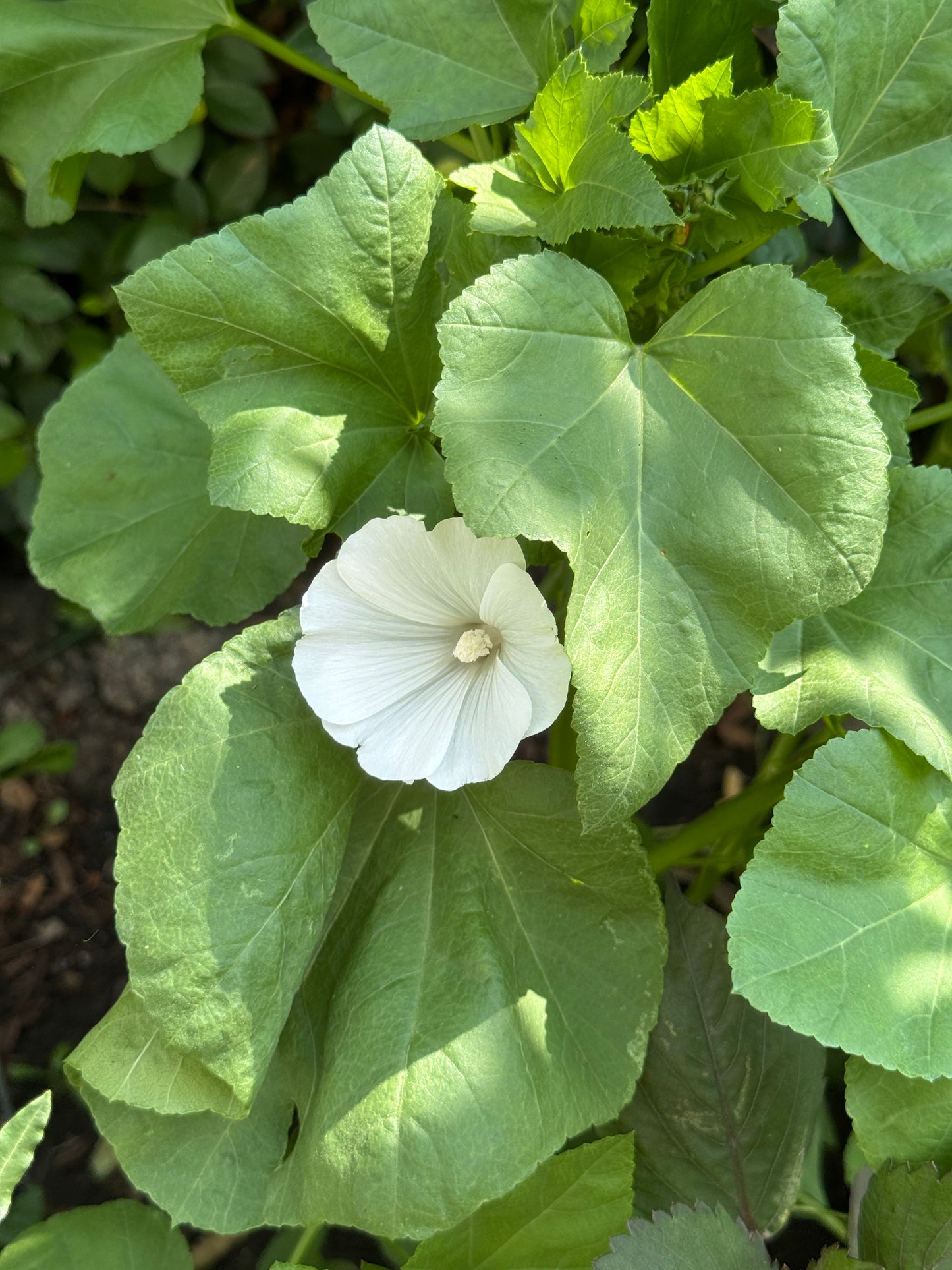 Lavatera- White