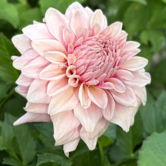 Natalie’s Dress - 1 Cutting