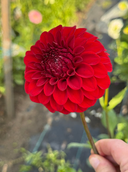 Bloomquist Anew