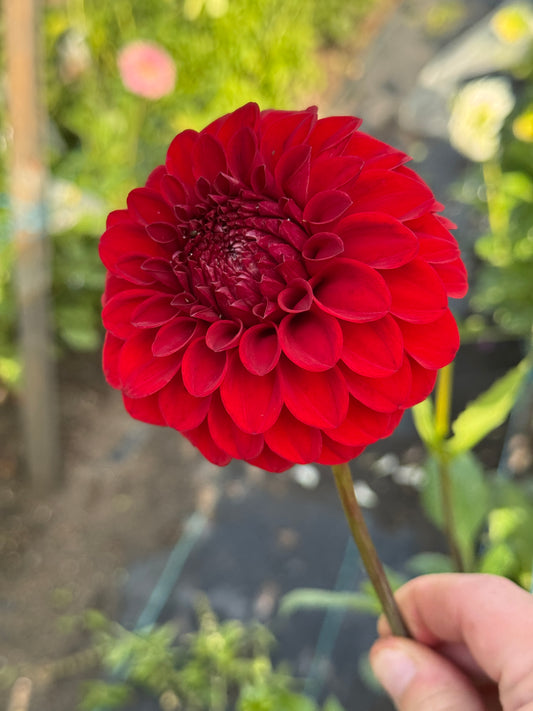 Bloomquist Anew