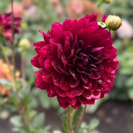 Hollyhill Black Widow