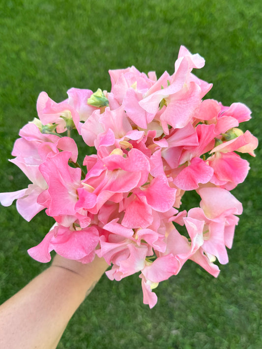Sweet Pea - Alan Titchmarsh