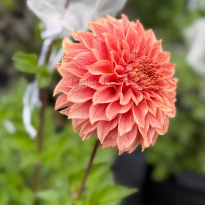 Coral Sea  - 1 Cutting