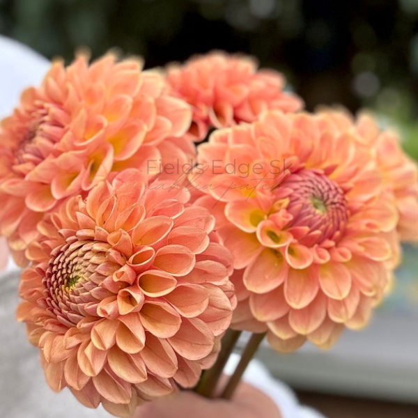 20th Ave Softer Peach