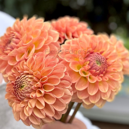 20th Ave Softer Peach