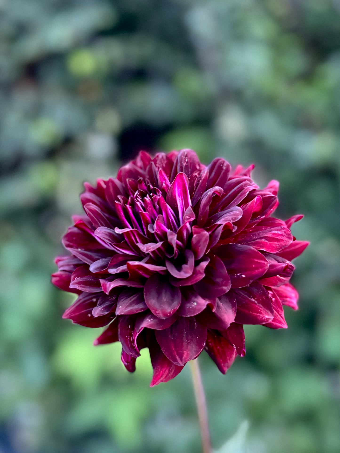 Hollyhill Black Beauty