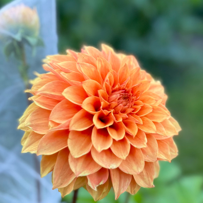 1st Year Seedlings - 2025