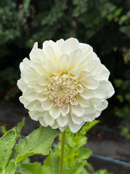 Irish Ruffles