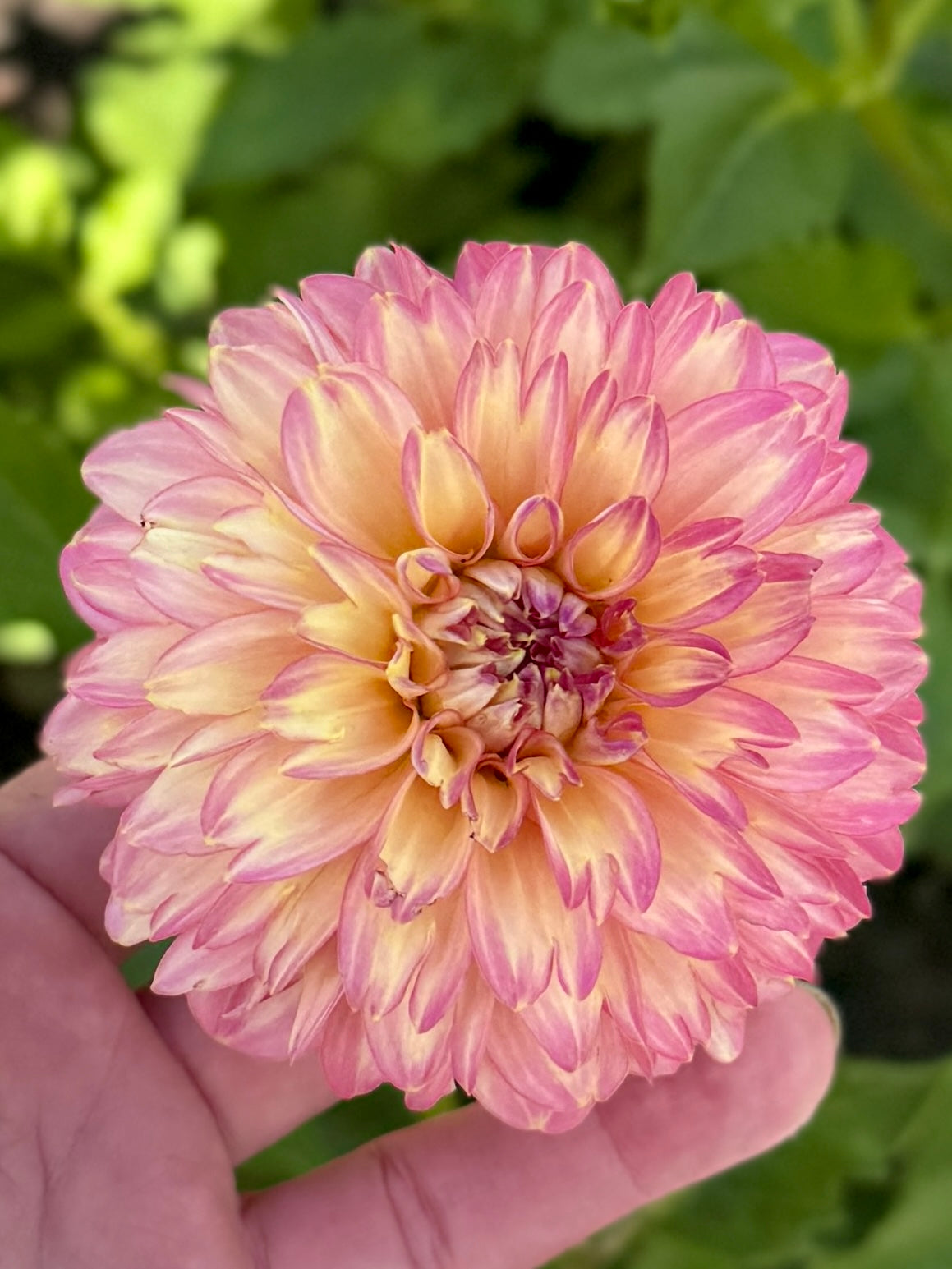 Seedling 2507