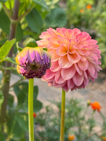Seedling 2507