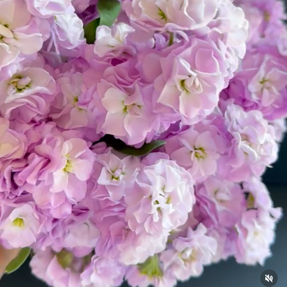 Stock - Marine Quartet