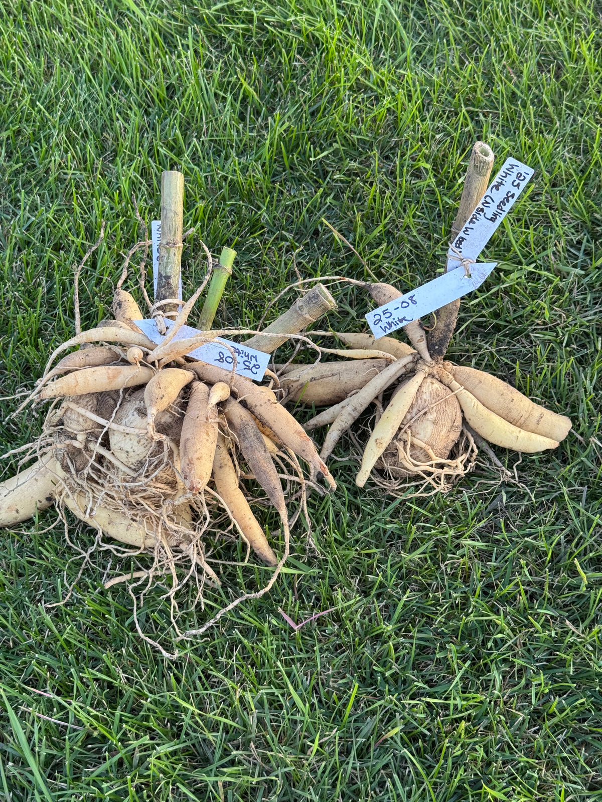 Seedling 2508
